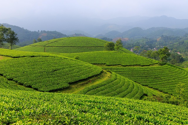 Lush green coffee plantation with rows of coffee cherry trees on hillside terraces in bright tropical sunlight with a farmer inspecting ripe red coffee cherries on a branch