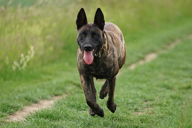 Luxurious Dutch process cocoa powder being sifted through a fine mesh sieve into a mixing bowl with dark chocolate bars and a whisk on a marble counter top