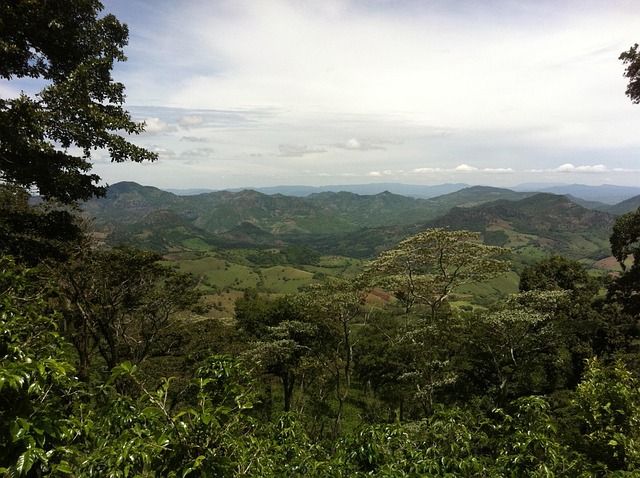 Panoramic view of lush green coffee plantation terraces on a hillside with workers hand picking ripe coffee cherries in warm tropical morning sunshine